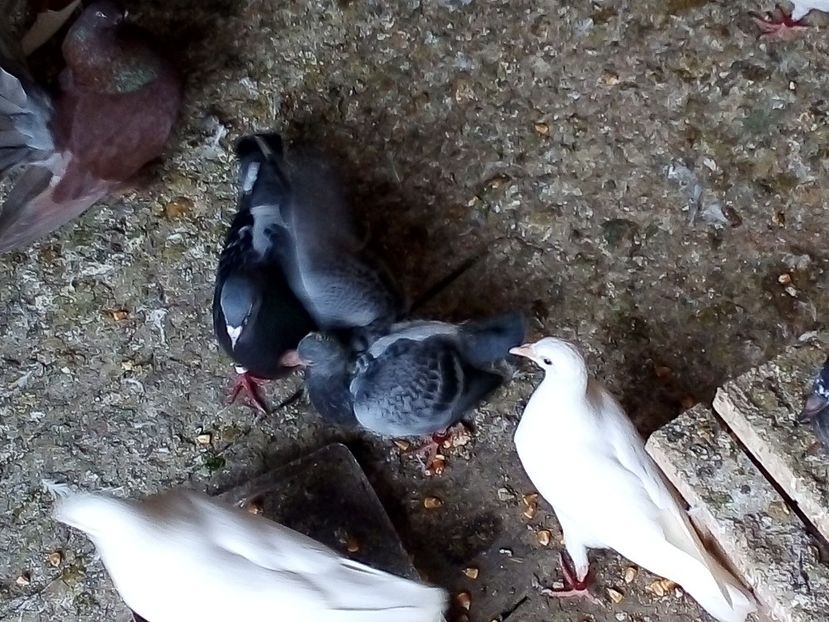  - Pui de porumbei voiajori 2019