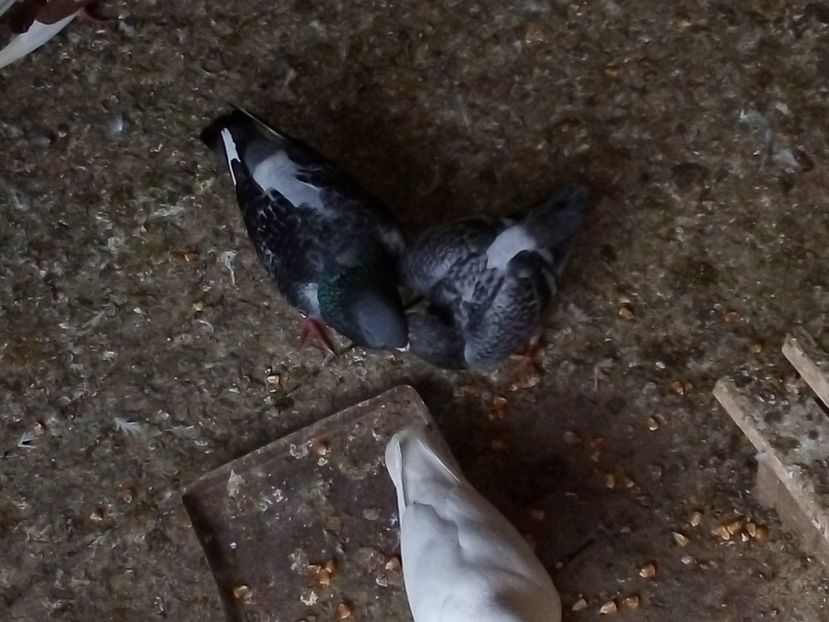  - Pui de porumbei voiajori 2019