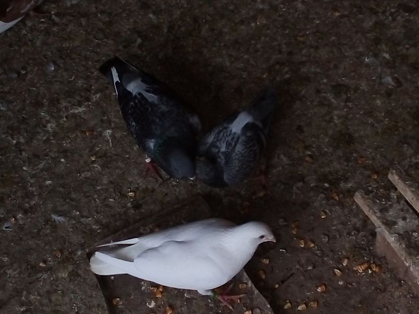  - Pui de porumbei voiajori 2019