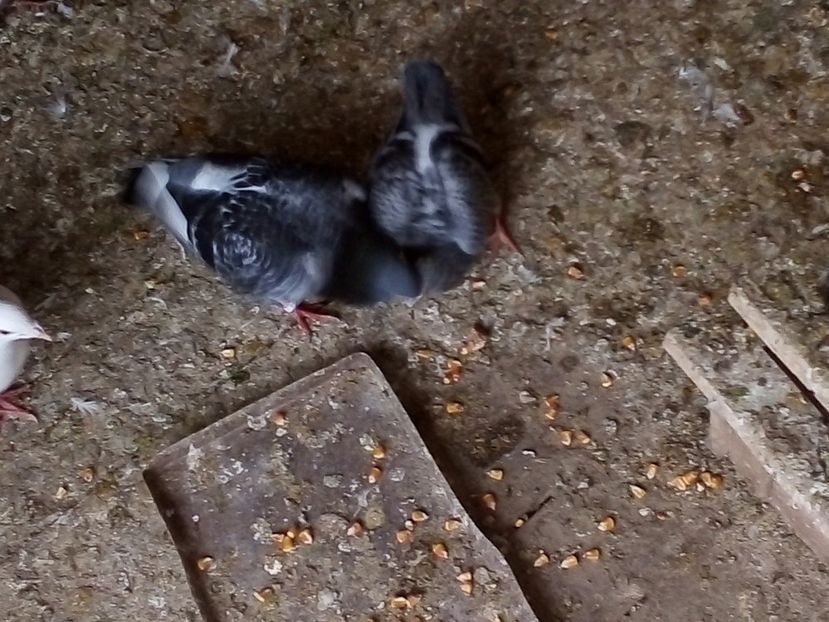  - Pui de porumbei voiajori 2019