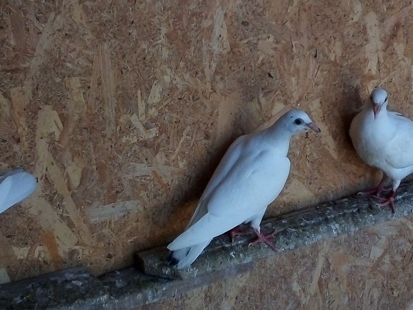  - Pui de porumbei voiajori 2019