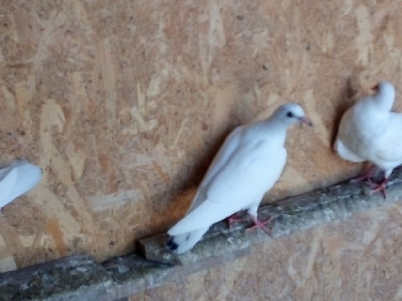  - Pui de porumbei voiajori 2019