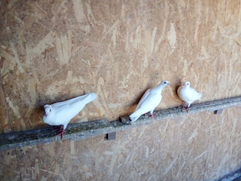  - Pui de porumbei voiajori 2019