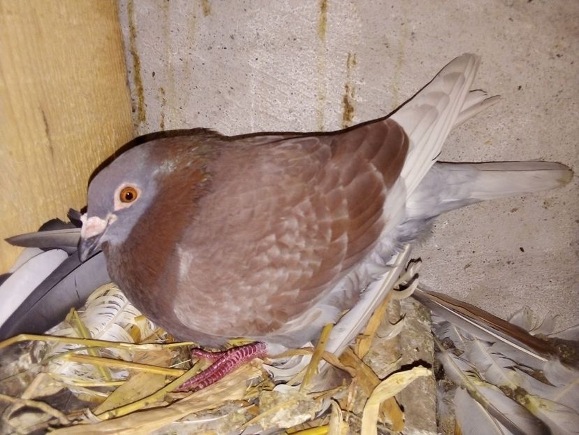  - Pui de porumbei voiajori 2019