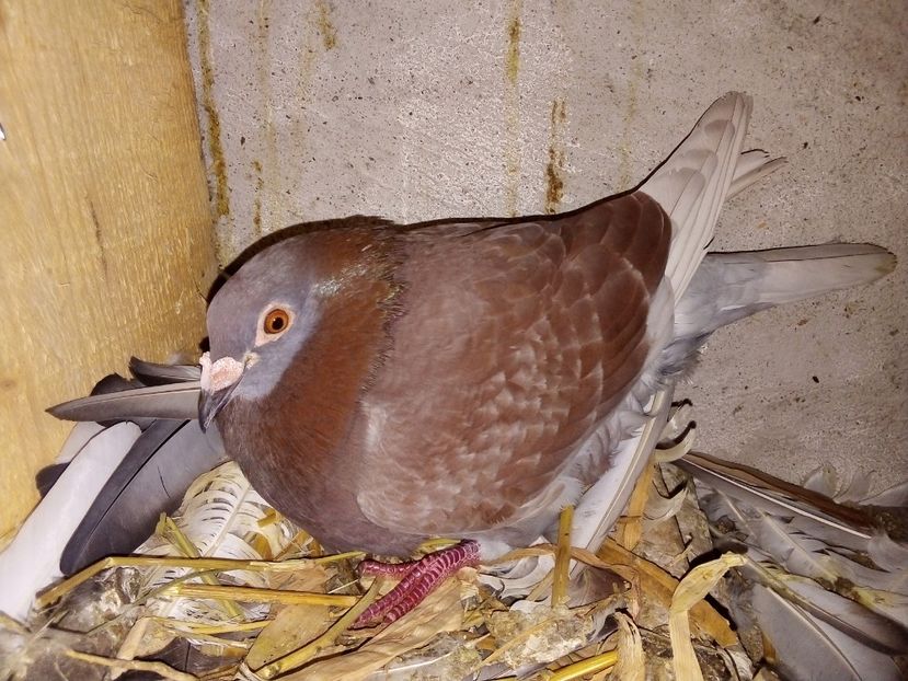  - Pui de porumbei voiajori 2019