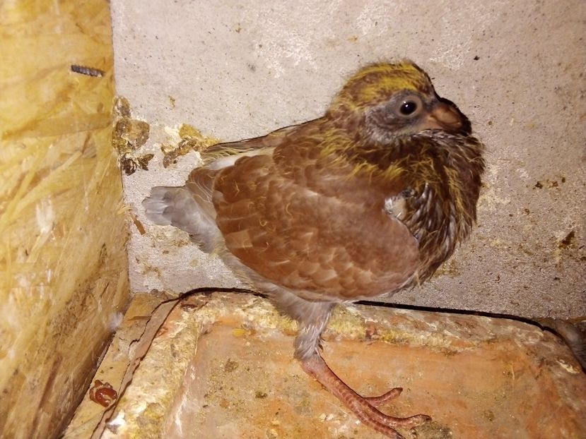  - Pui de porumbei voiajori 2019