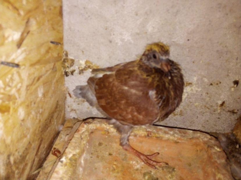  - Pui de porumbei voiajori 2019