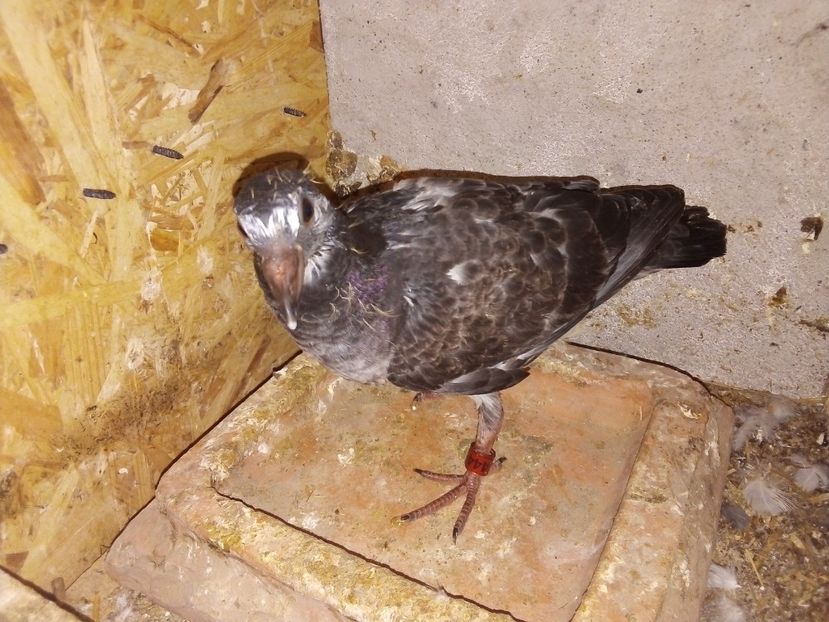  - Pui de porumbei voiajori 2019