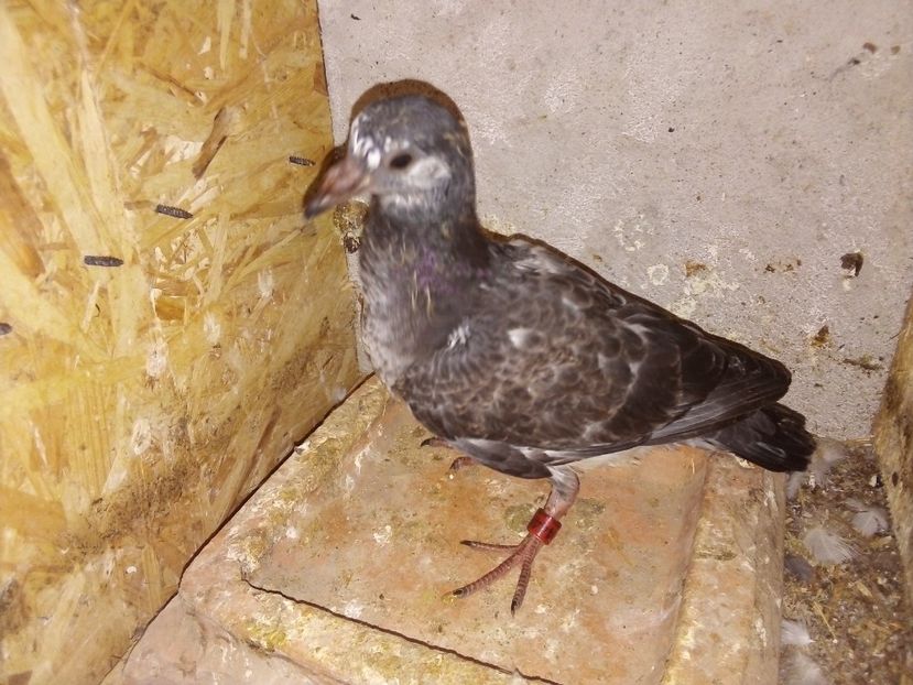  - Pui de porumbei voiajori 2019