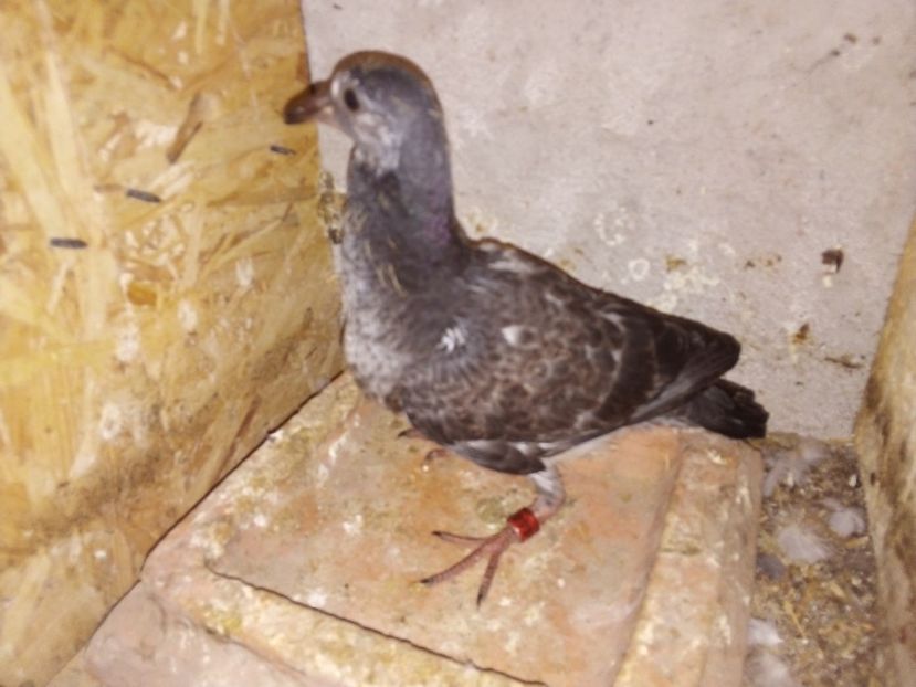  - Pui de porumbei voiajori 2019