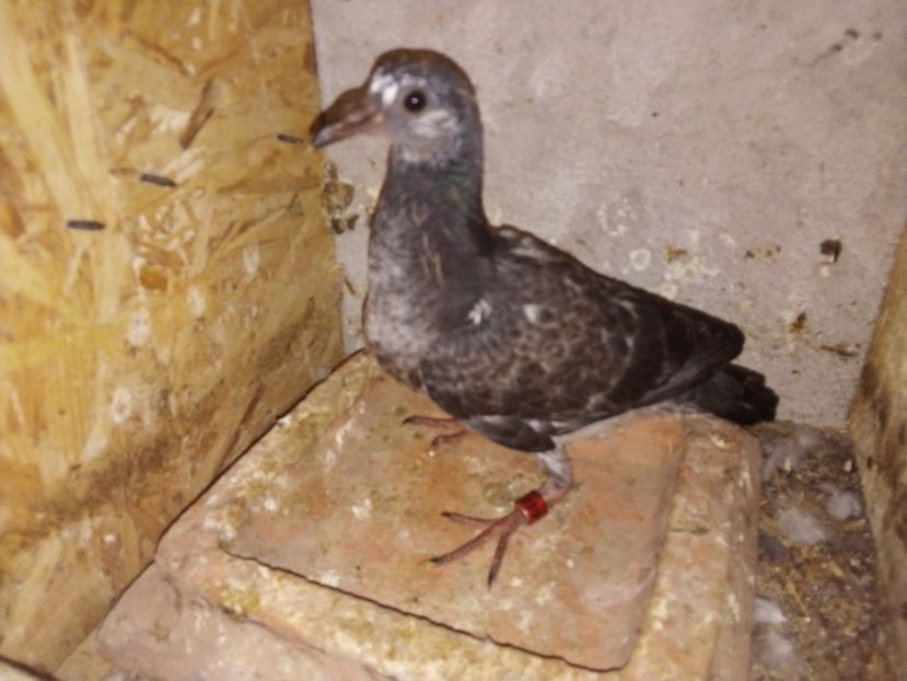  - Pui de porumbei voiajori 2019