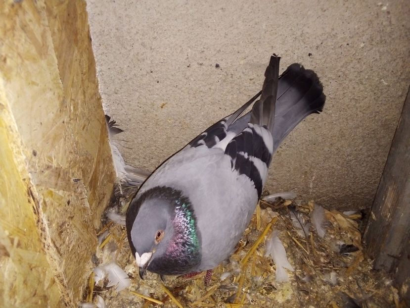  - Pui de porumbei voiajori 2019