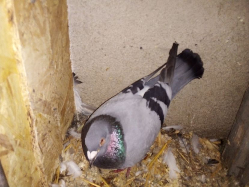  - Pui de porumbei voiajori 2019