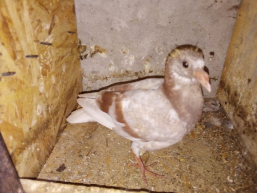  - Pui de porumbei voiajori 2019