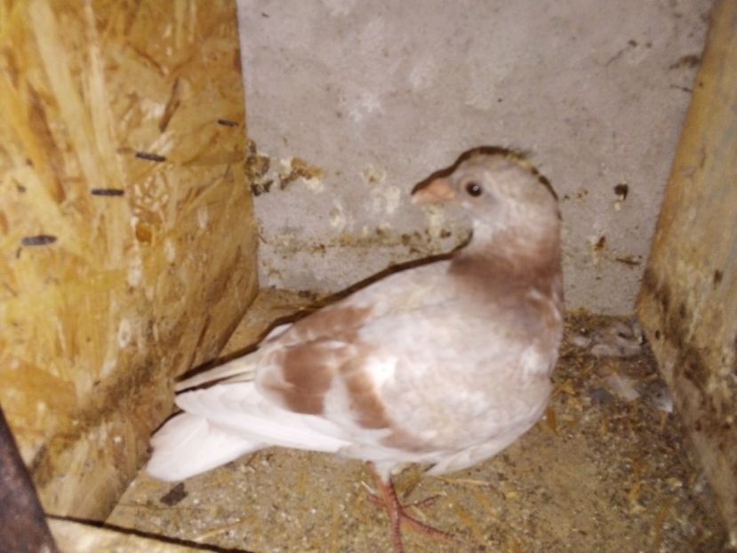  - Pui de porumbei voiajori 2019