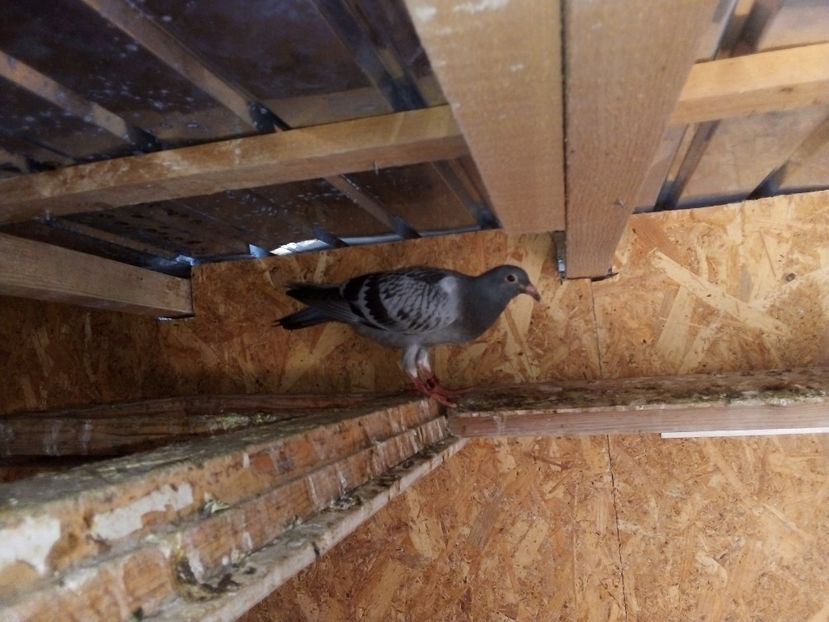  - Pui de porumbei voiajori 2019