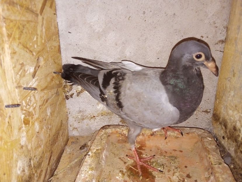  - Pui de porumbei voiajori 2019