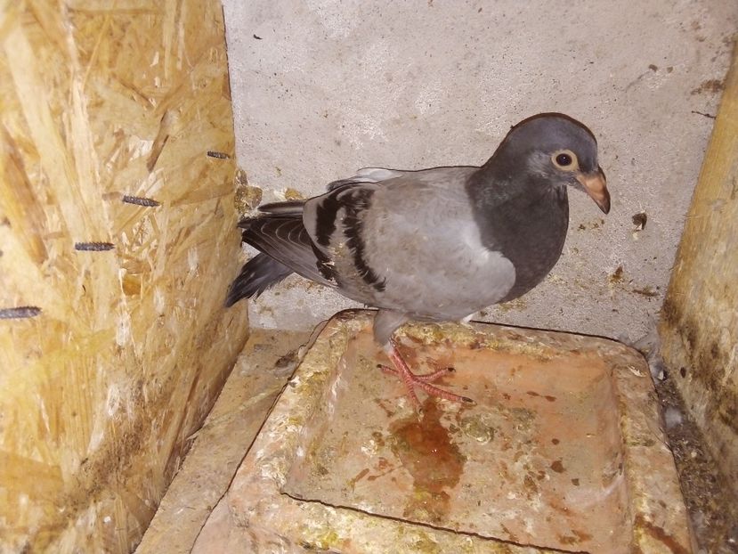  - Pui de porumbei voiajori 2019