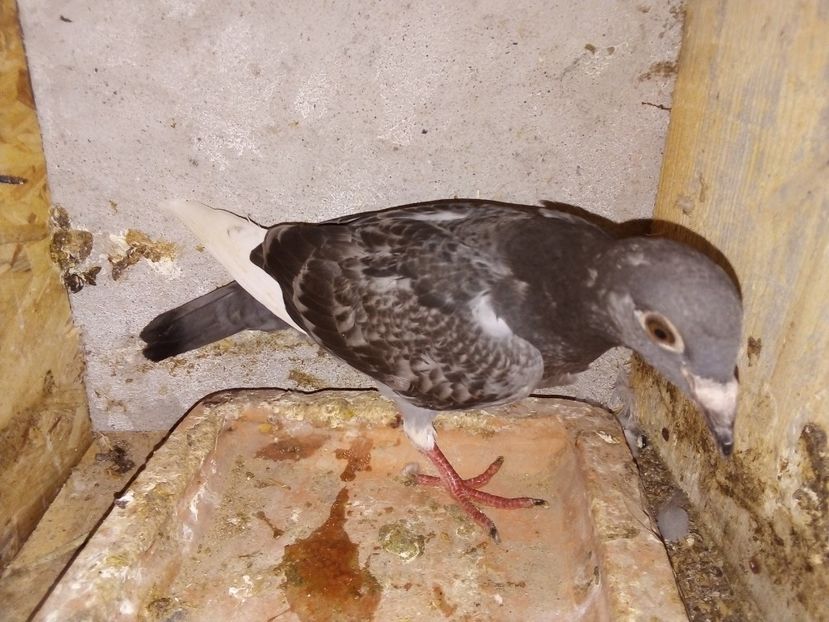  - Pui de porumbei voiajori 2019