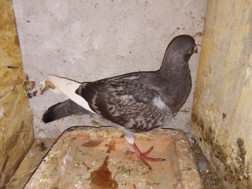  - Pui de porumbei voiajori 2019