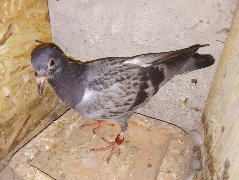  - Pui de porumbei voiajori 2019