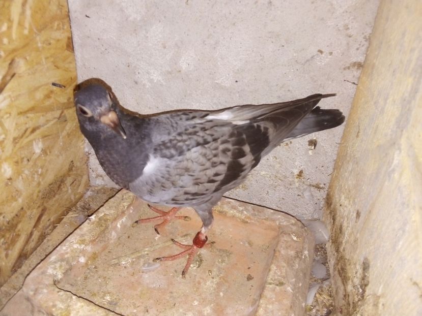  - Pui de porumbei voiajori 2019