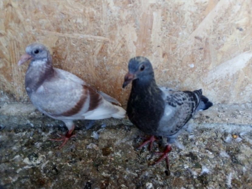  - Pui de porumbei voiajori 2019