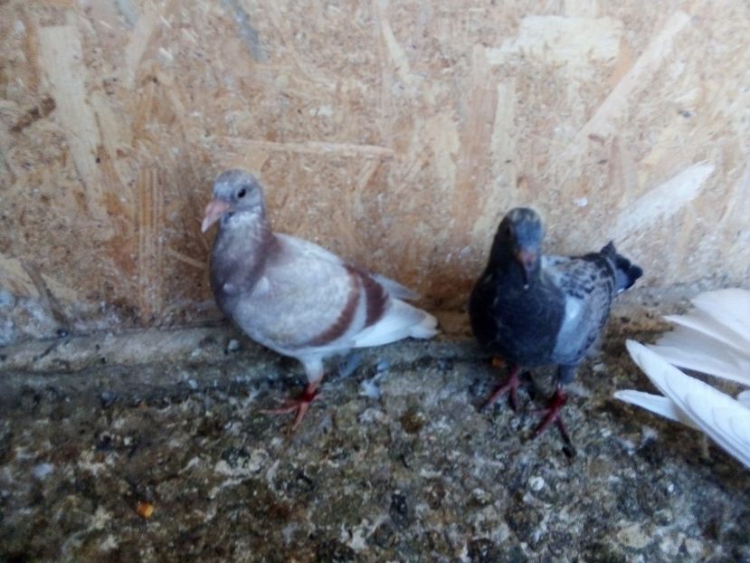  - Pui de porumbei voiajori 2019