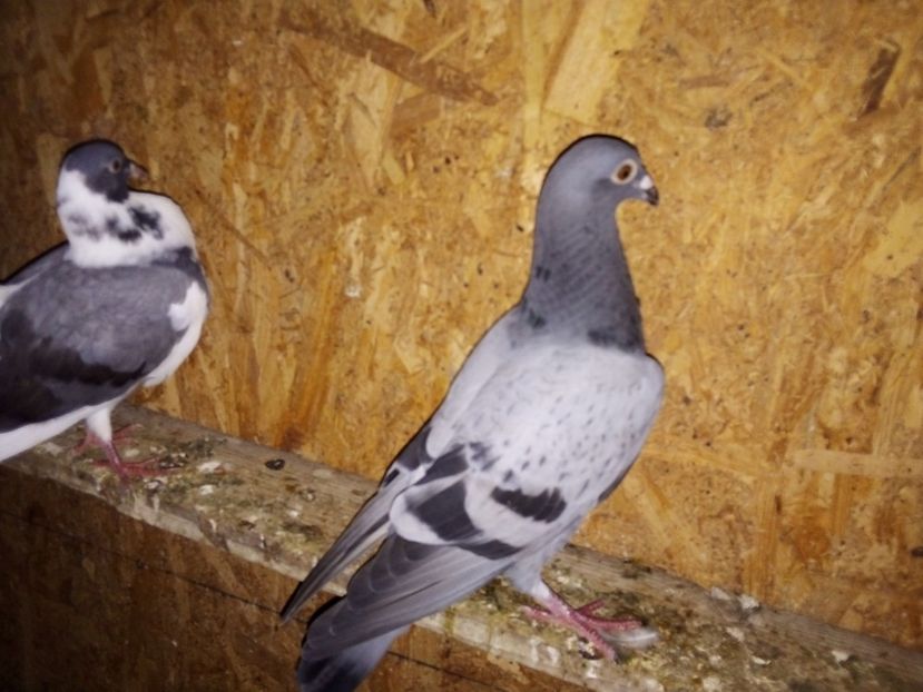  - Pui de porumbei voiajori 2019