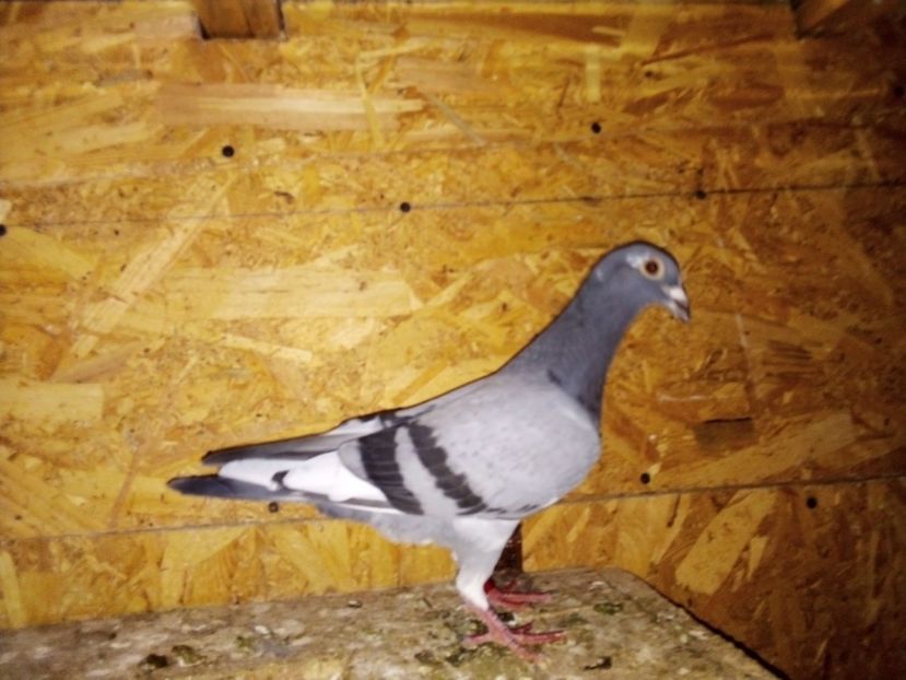  - Pui de porumbei voiajori 2019