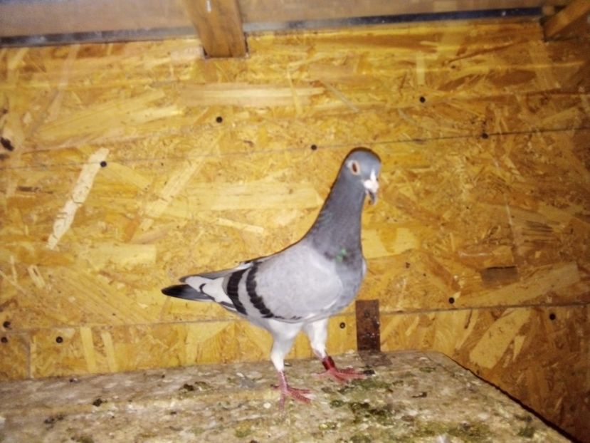  - Pui de porumbei voiajori 2019