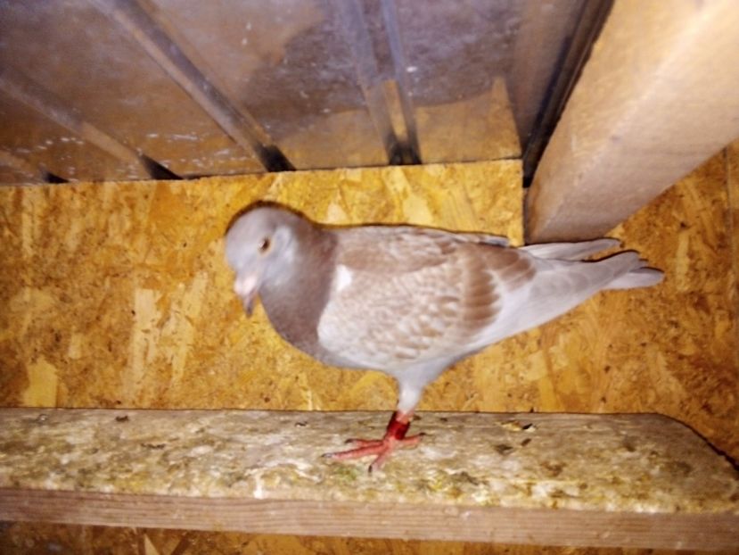  - Pui de porumbei voiajori 2019