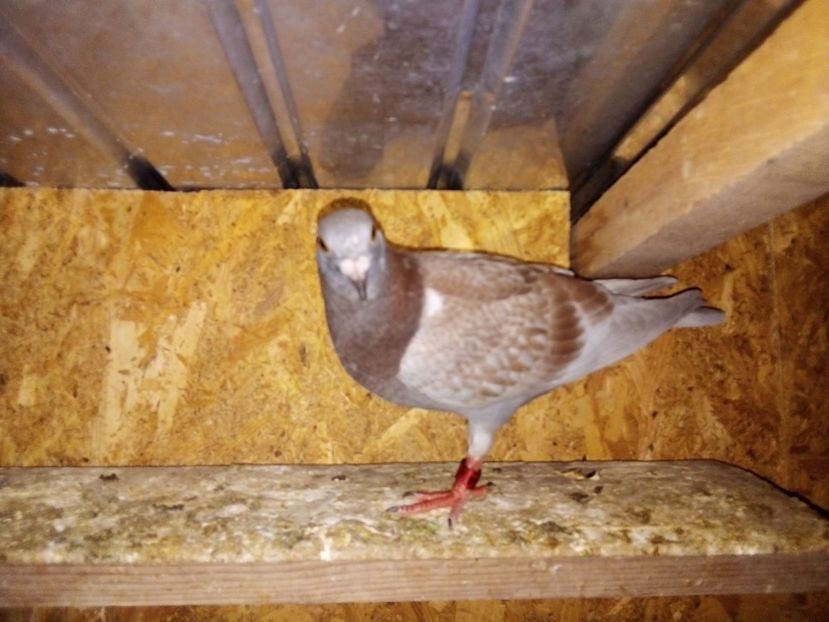  - Pui de porumbei voiajori 2019