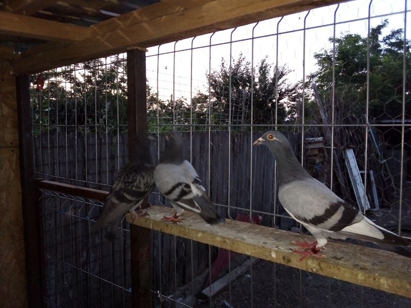  - Pui de porumbei voiajori 2019