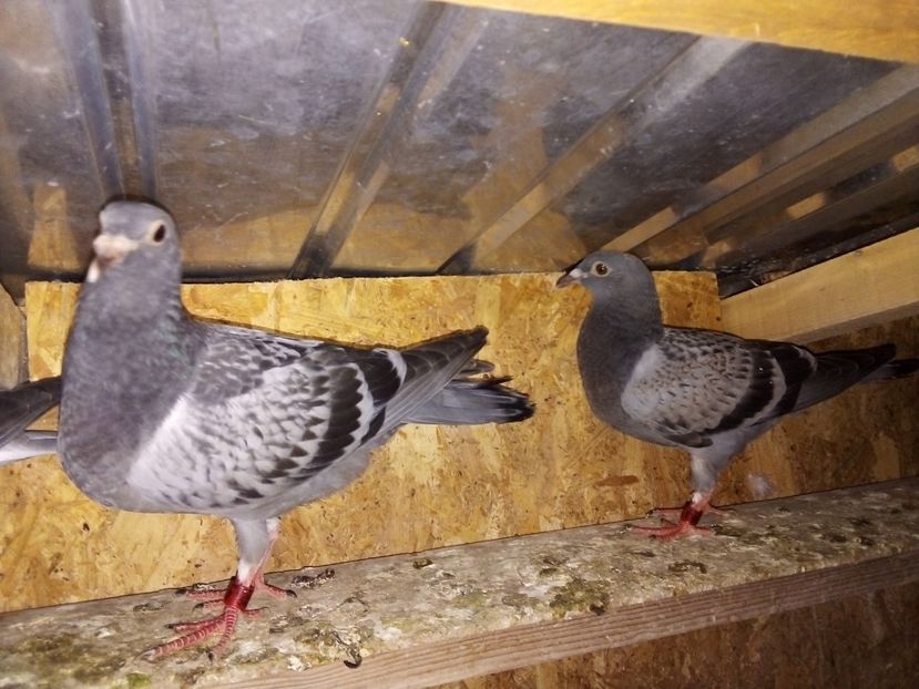  - Pui de porumbei voiajori 2019