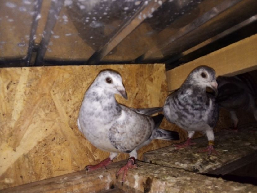  - Pui de porumbei voiajori 2019