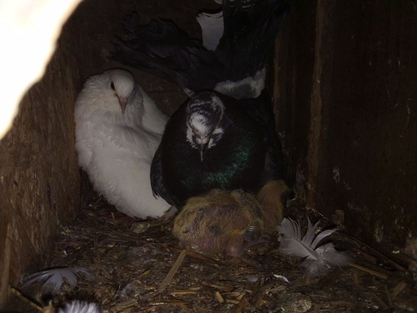  - Pui de porumbei voiajori 2019