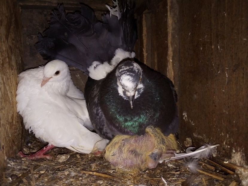  - Pui de porumbei voiajori 2019