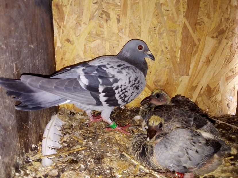  - Pui de porumbei voiajori 2019