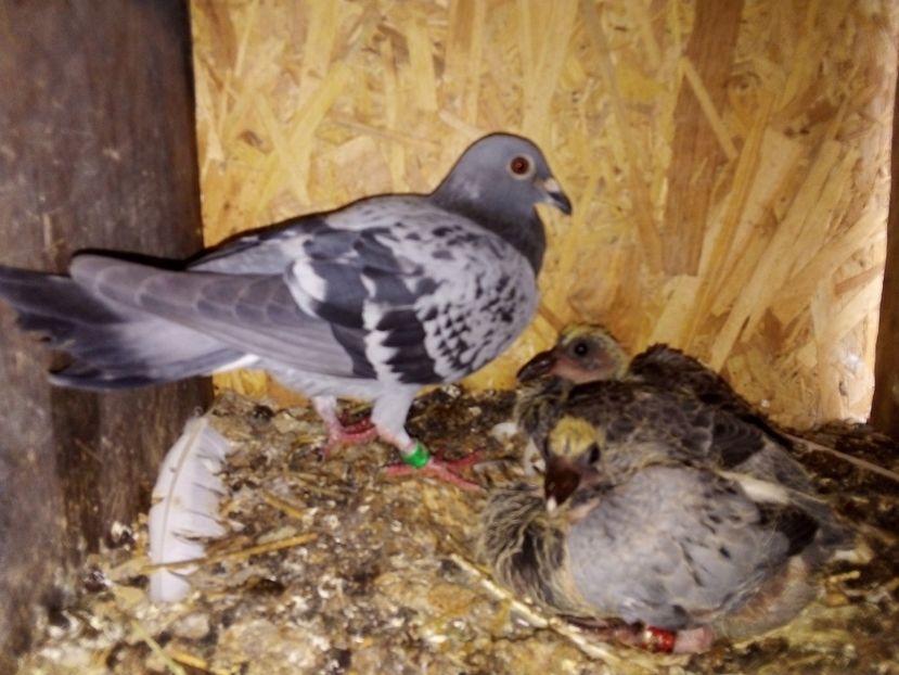  - Pui de porumbei voiajori 2019