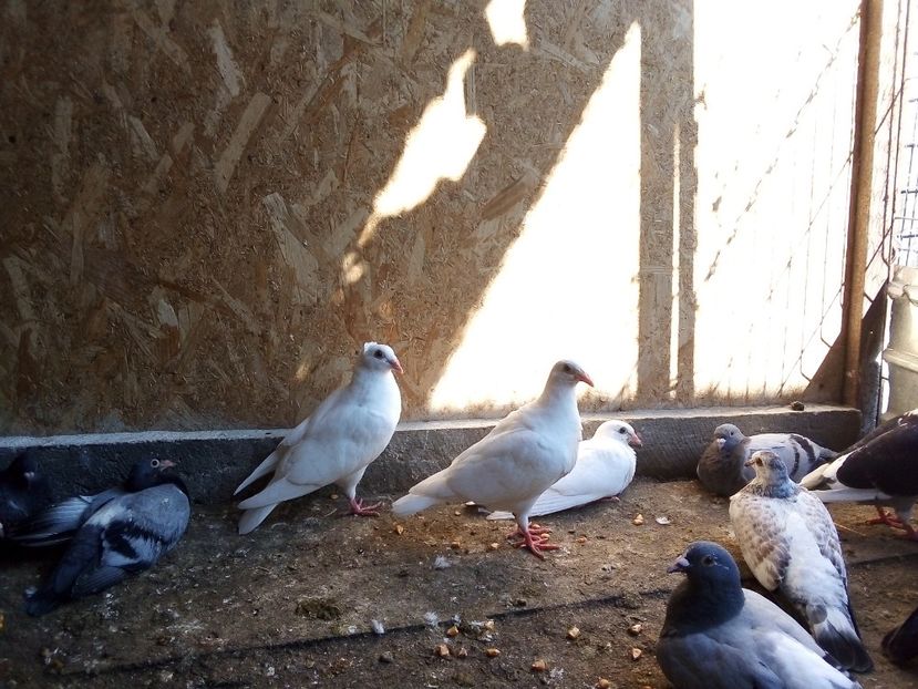  - Pui de porumbei voiajori 2019