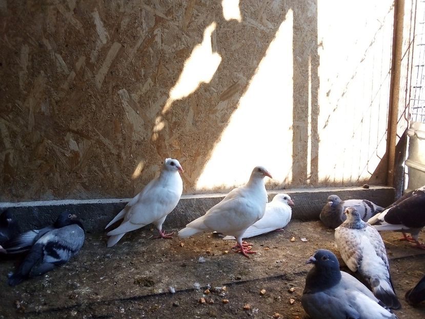  - Pui de porumbei voiajori 2019