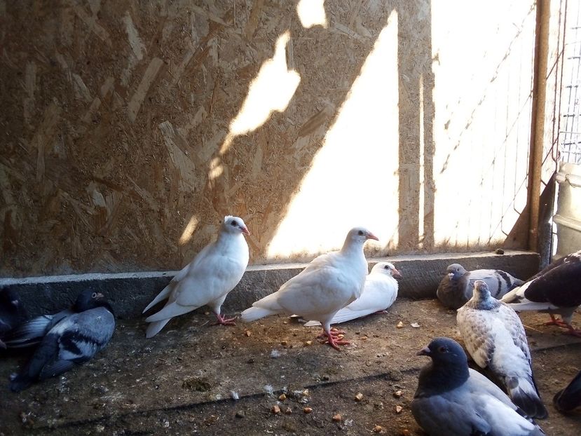  - Pui de porumbei voiajori 2019