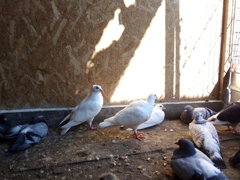  - Pui de porumbei voiajori 2019