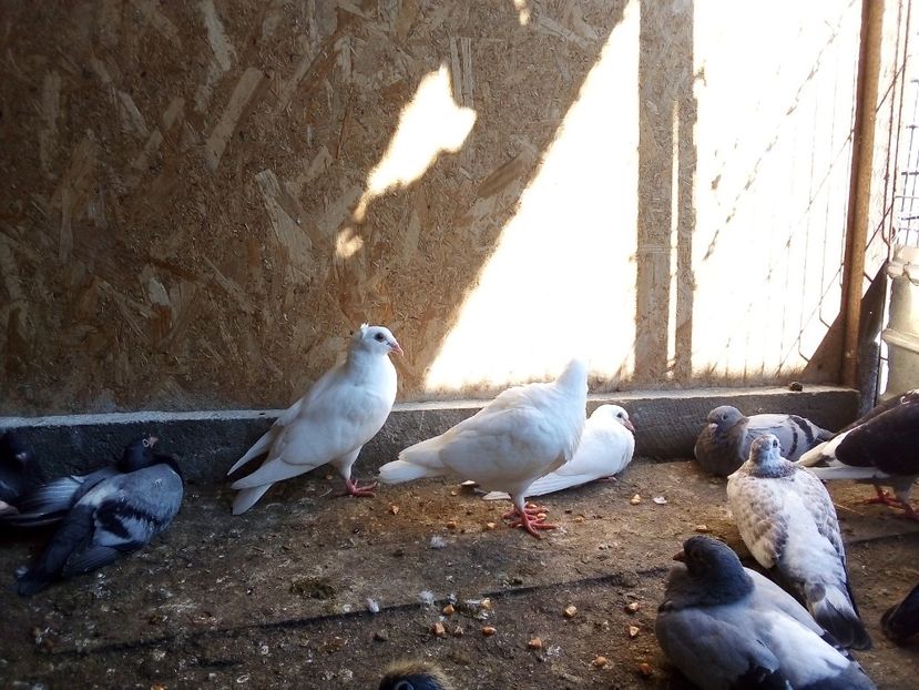  - Pui de porumbei voiajori 2019