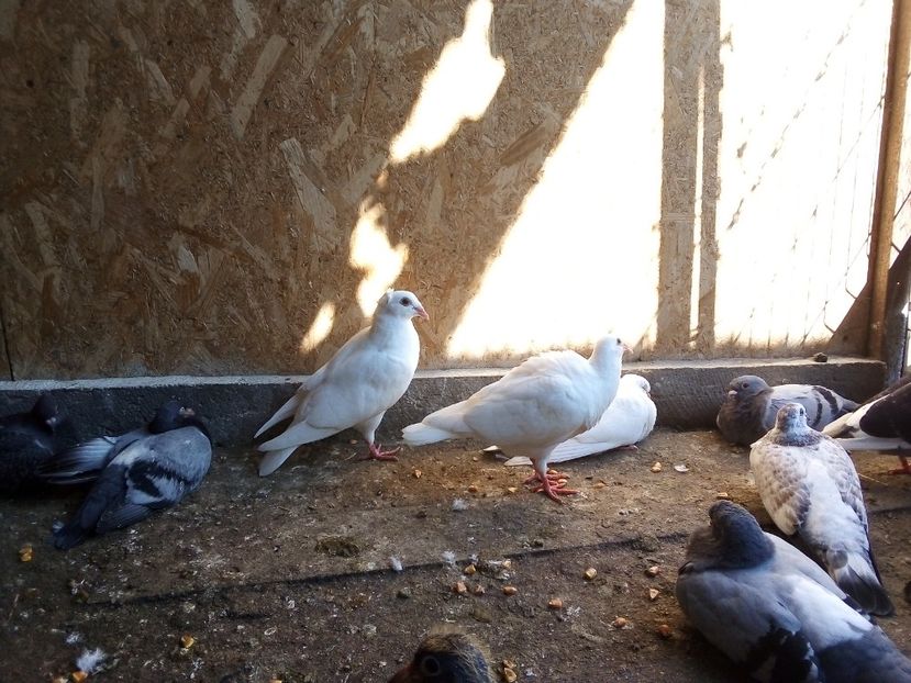  - Pui de porumbei voiajori 2019