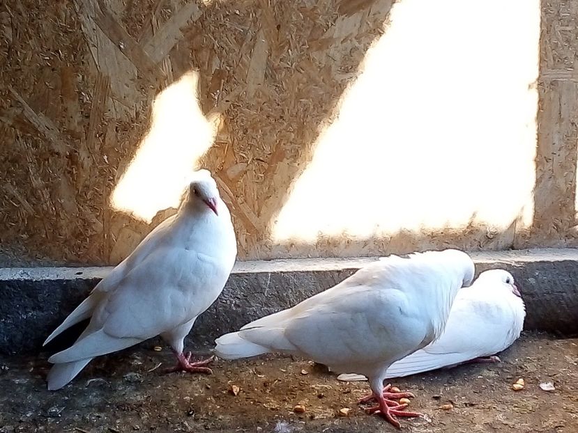  - Pui de porumbei voiajori 2019