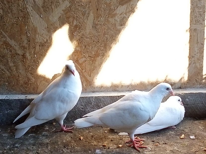  - Pui de porumbei voiajori 2019