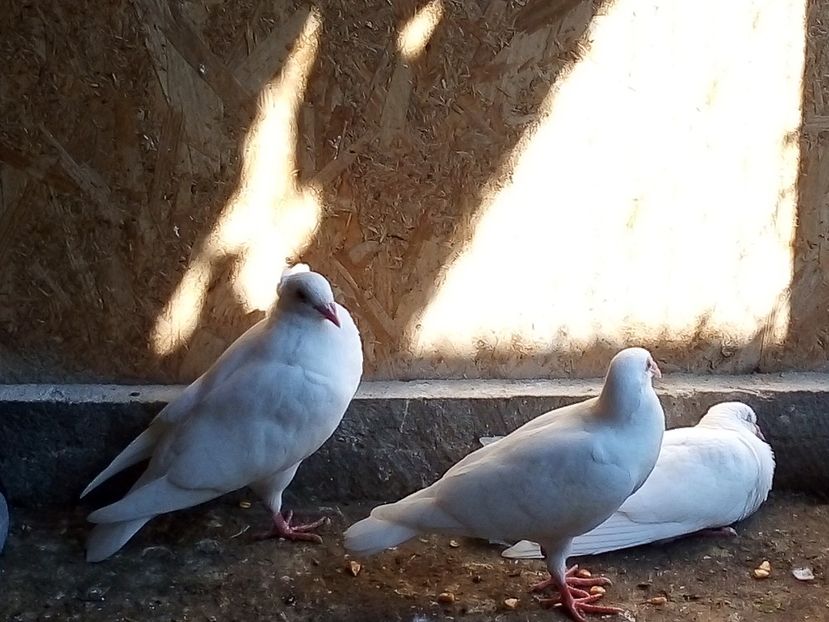  - Pui de porumbei voiajori 2019