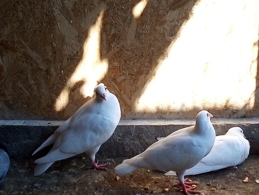  - Pui de porumbei voiajori 2019